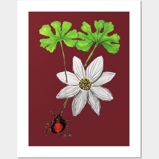 Bloodroot Flower Posters and Art